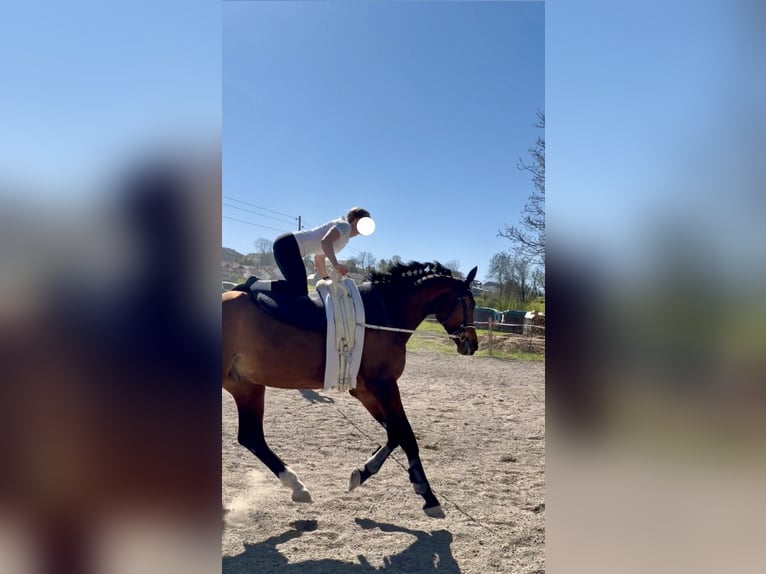 Deutsches Sportpferd Wallach 6 Jahre 180 cm Brauner in Baisweil