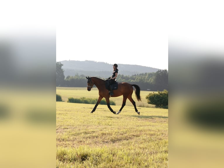 Deutsches Sportpferd Wallach 6 Jahre 180 cm Brauner in Baisweil