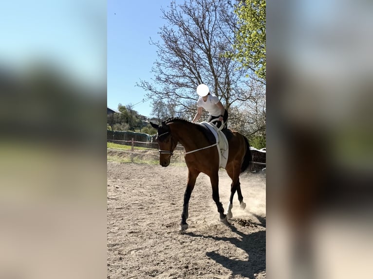 Deutsches Sportpferd Wallach 6 Jahre 180 cm Brauner in Baisweil