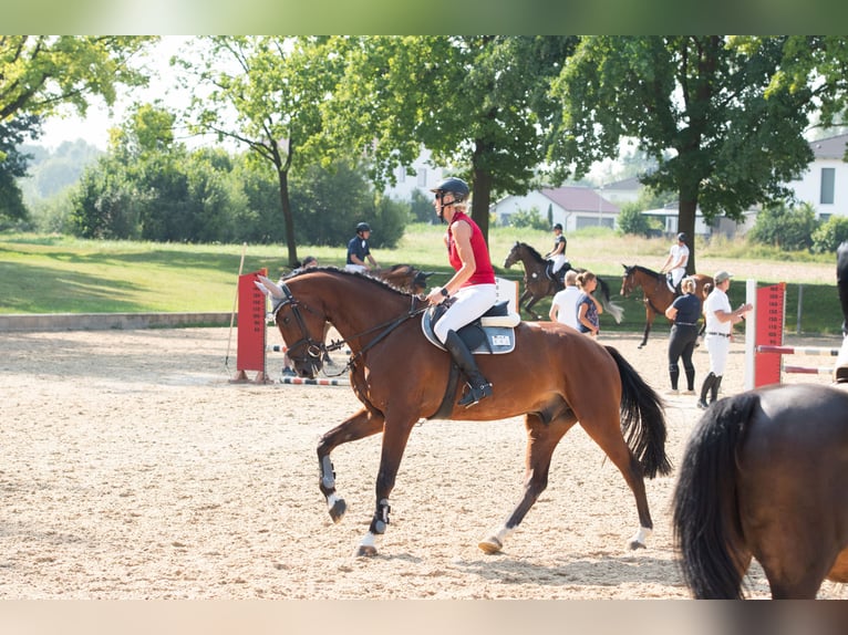 Deutsches Sportpferd Wallach 6 Jahre 180 cm Brauner in Nassenfels