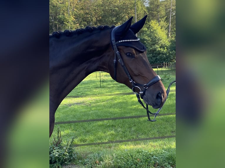 Deutsches Sportpferd Wallach 6 Jahre 180 cm Dunkelbrauner in Visbek
