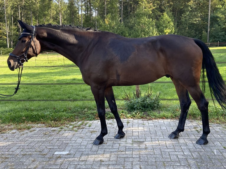 Deutsches Sportpferd Wallach 6 Jahre 180 cm Dunkelbrauner in Visbek