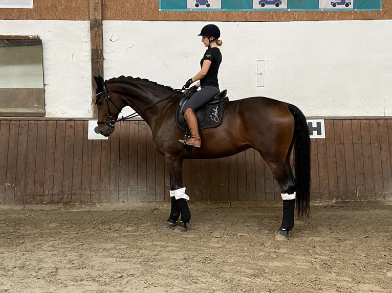 Deutsches Sportpferd Wallach 6 Jahre 180 cm Dunkelbrauner in Visbek