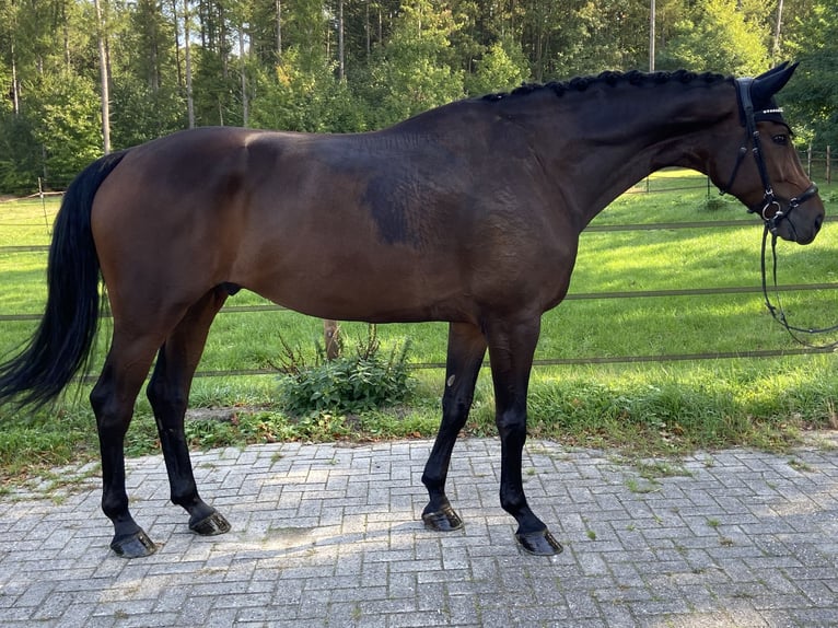 Deutsches Sportpferd Wallach 6 Jahre 180 cm Dunkelbrauner in Visbek