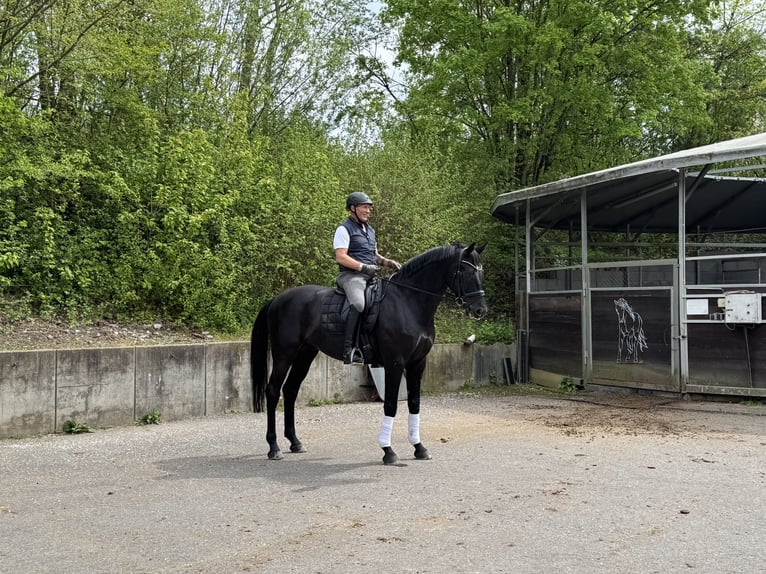 Deutsches Sportpferd Wallach 6 Jahre 181 cm Rappe in Weinsberg