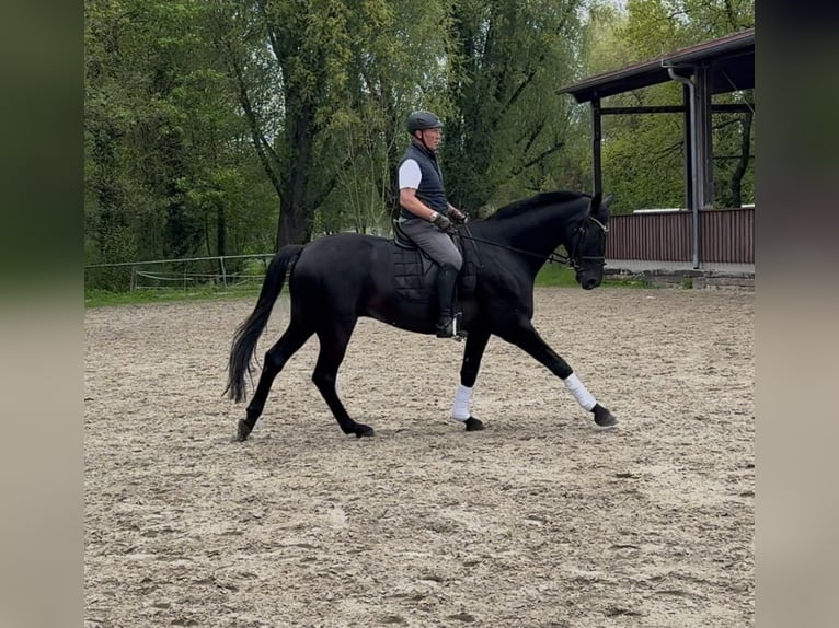 Deutsches Sportpferd Wallach 6 Jahre 181 cm Rappe in Weinsberg