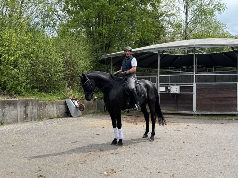Deutsches Sportpferd Wallach 6 Jahre 181 cm Rappe in Weinsberg