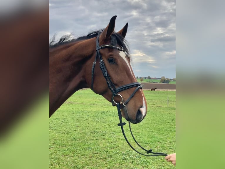 Deutsches Sportpferd Wallach 6 Jahre 182 cm Brauner in Lonsee