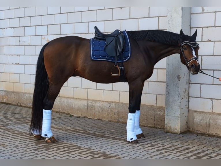 Deutsches Sportpferd Wallach 6 Jahre 182 cm Dunkelbrauner in Montabaur