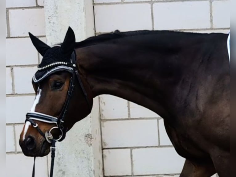 Deutsches Sportpferd Wallach 6 Jahre 182 cm Dunkelbrauner in Montabaur