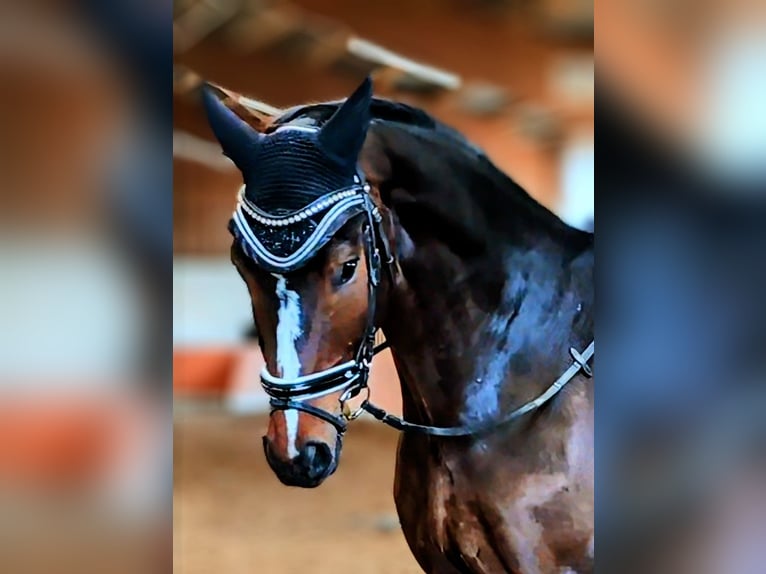 Deutsches Sportpferd Wallach 6 Jahre 182 cm Dunkelbrauner in Montabaur