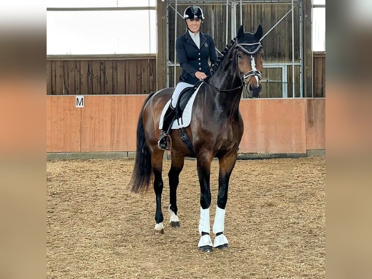 Deutsches Sportpferd Wallach 6 Jahre 182 cm Dunkelbrauner in Montabaur
