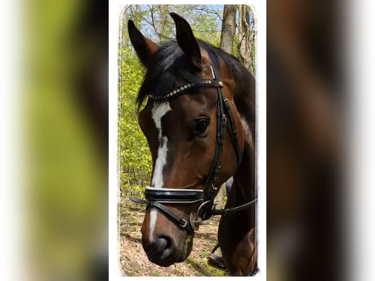 Deutsches Sportpferd Wallach 6 Jahre 182 cm Dunkelbrauner in Montabaur