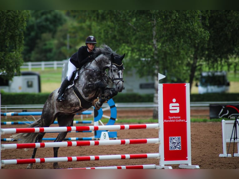 Deutsches Sportpferd Wallach 6 Jahre 183 cm Schimmel in Aschersleben