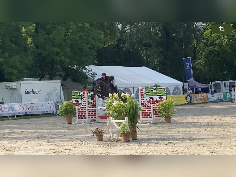 Deutsches Sportpferd Wallach 6 Jahre 183 cm Schimmel in Aschersleben