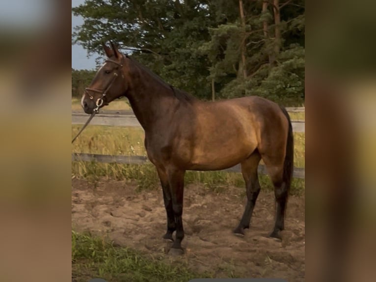 Deutsches Sportpferd Wallach 6 Jahre 184 cm Brauner in Steinhöfel Briesen