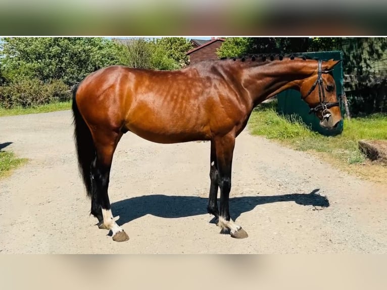 Deutsches Sportpferd Wallach 6 Jahre Rotbrauner in LIPNIK