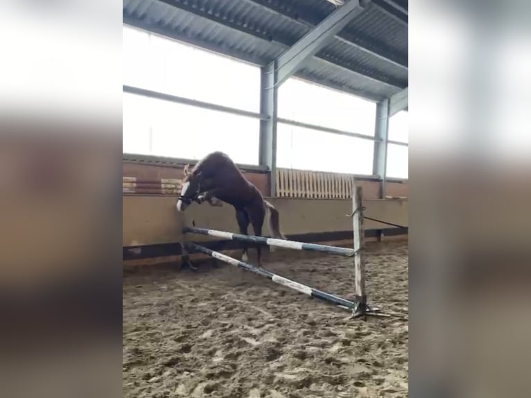 Deutsches Sportpferd Wallach 7 Jahre 157 cm Fuchs in Jena