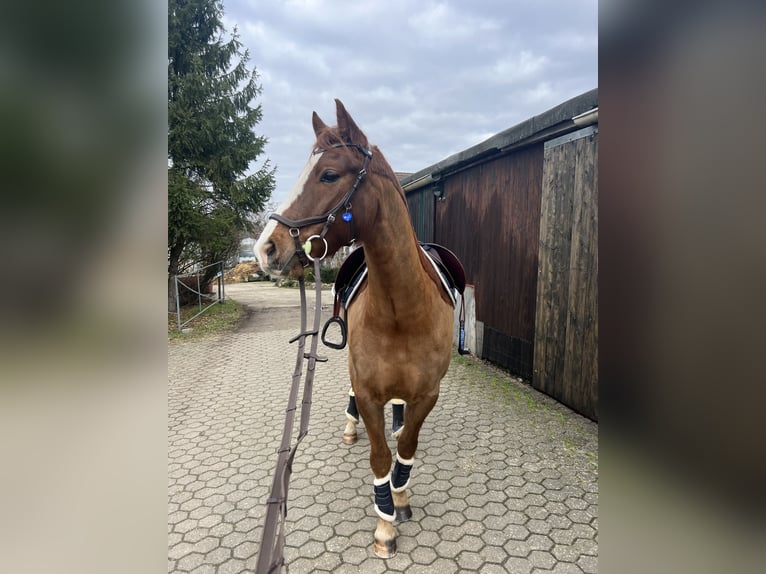 Deutsches Sportpferd Wallach 7 Jahre 157 cm Fuchs in Jena