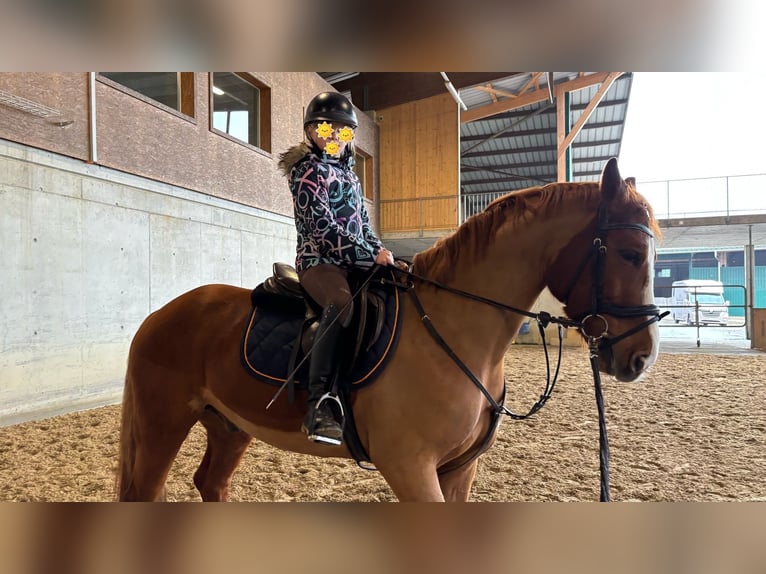 Deutsches Sportpferd Wallach 7 Jahre 158 cm Fuchs in Baar
