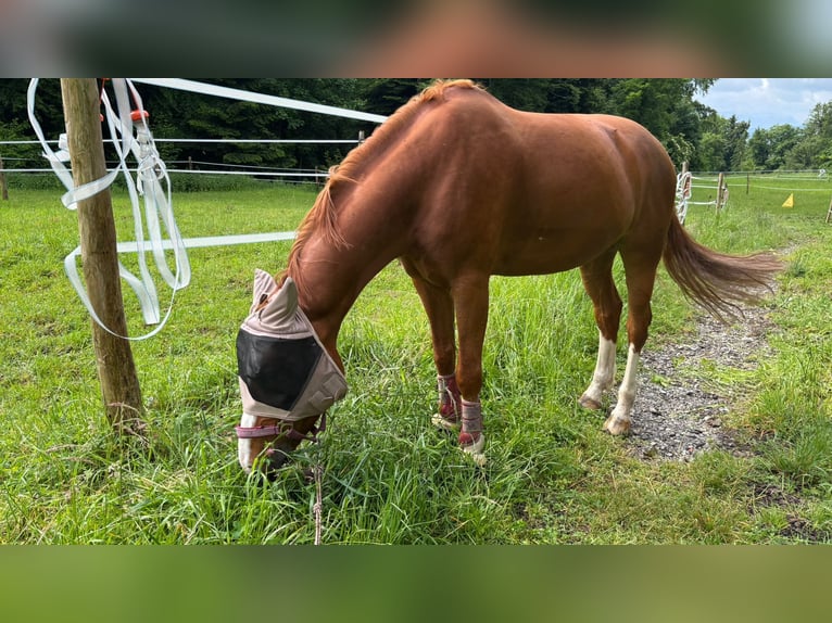 Deutsches Sportpferd Wallach 7 Jahre 158 cm Fuchs in Baar