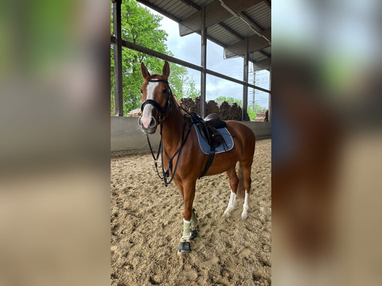 Deutsches Sportpferd Wallach 7 Jahre 158 cm Fuchs in Baar
