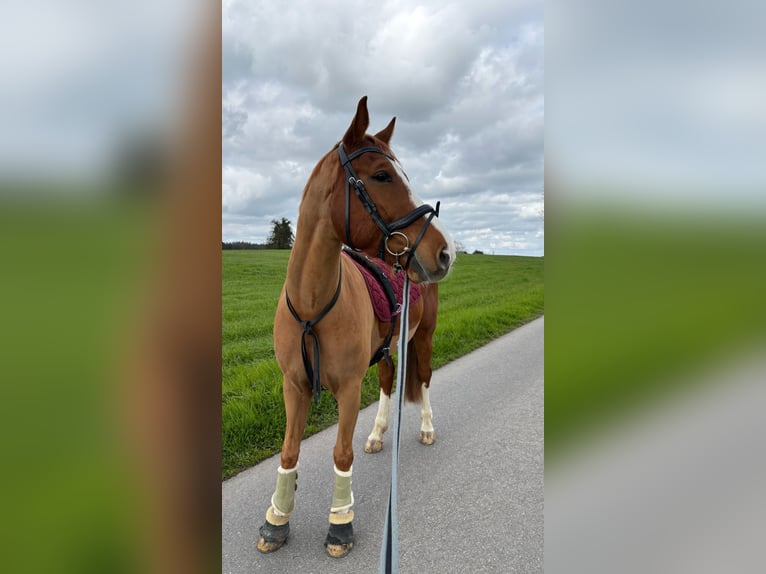 Deutsches Sportpferd Wallach 7 Jahre 158 cm Fuchs in Baar