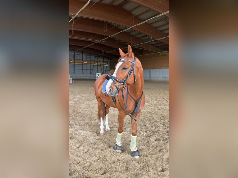 Deutsches Sportpferd Wallach 7 Jahre 158 cm Fuchs in Baar