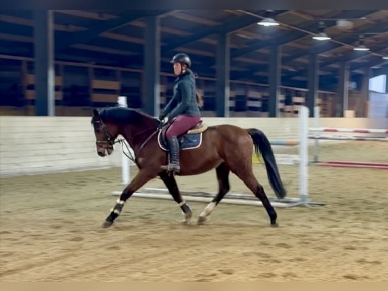 Deutsches Sportpferd Wallach 7 Jahre 160 cm Brauner in Pelmberg