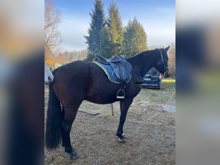 Deutsches Sportpferd Wallach 7 Jahre 160 cm Dunkelbrauner in Hartha