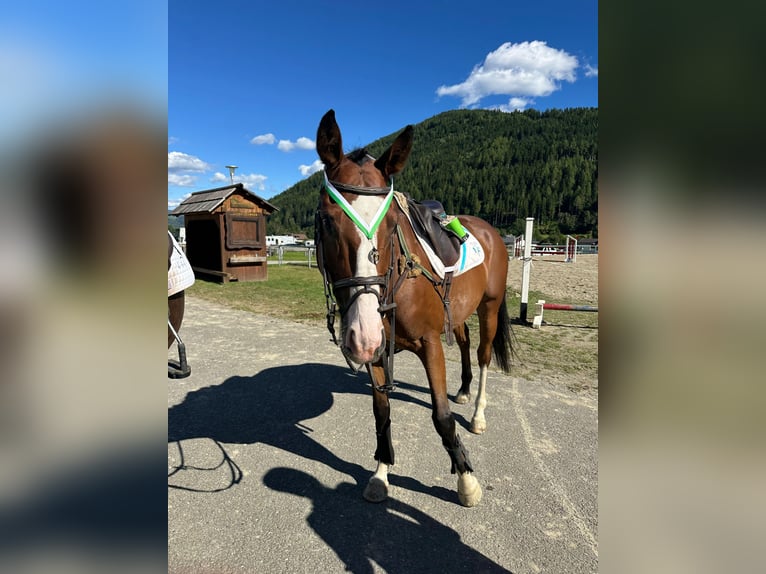 Deutsches Sportpferd Wallach 7 Jahre 161 cm Brauner in Möderbrugg