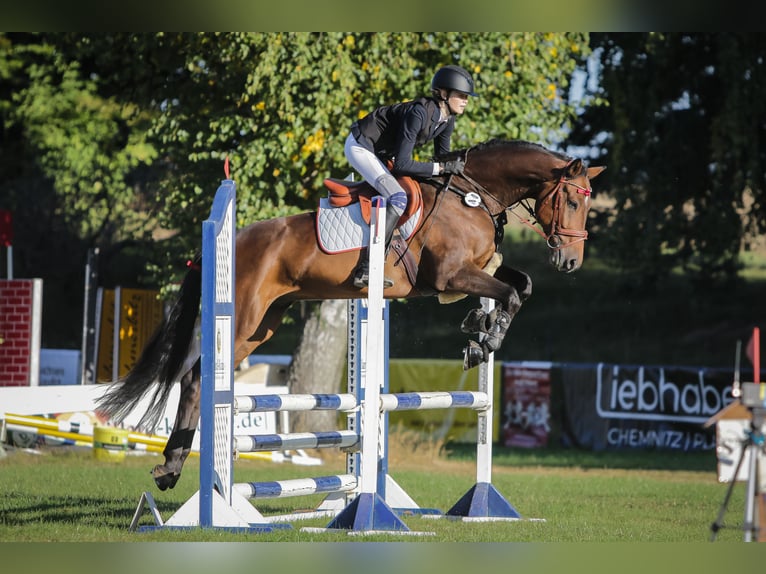 Deutsches Sportpferd Wallach 7 Jahre 162 cm Brauner in Lichtenau