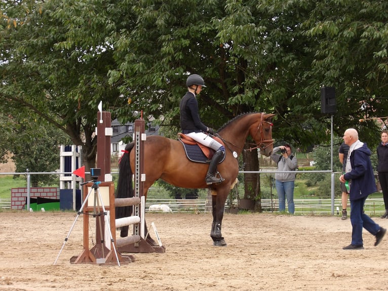 Deutsches Sportpferd Wallach 7 Jahre 162 cm Brauner in Lichtenau