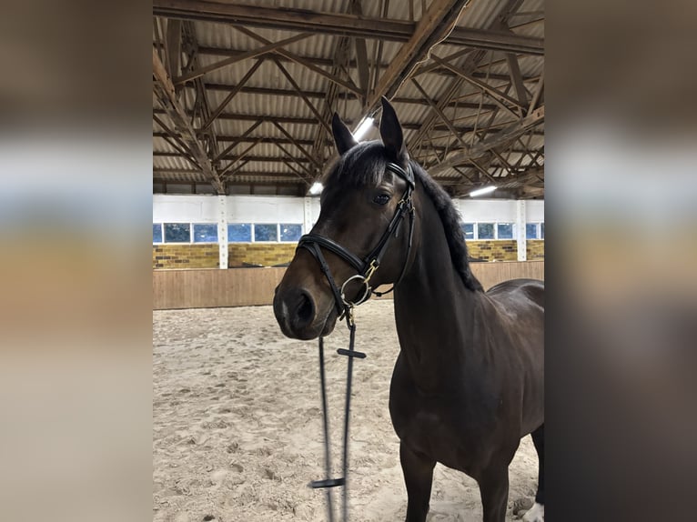 Deutsches Sportpferd Wallach 7 Jahre 162 cm Schwarzbrauner in Dahme/Mark