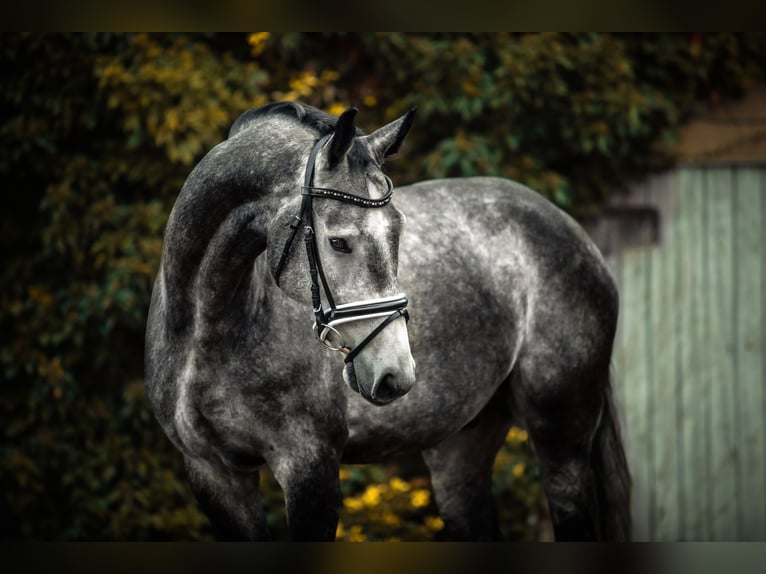 Deutsches Sportpferd Wallach 7 Jahre 163 cm Apfelschimmel in Burgstädt