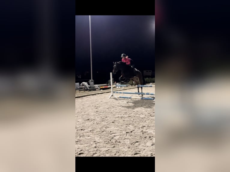 Deutsches Sportpferd Wallach 7 Jahre 163 cm Brauner in Falkensee