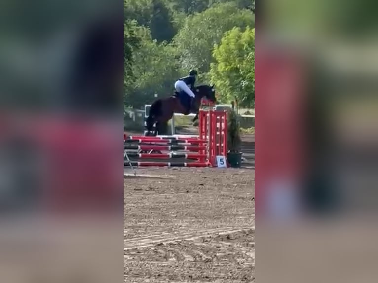 Deutsches Sportpferd Wallach 7 Jahre 163 cm Brauner in Falkensee