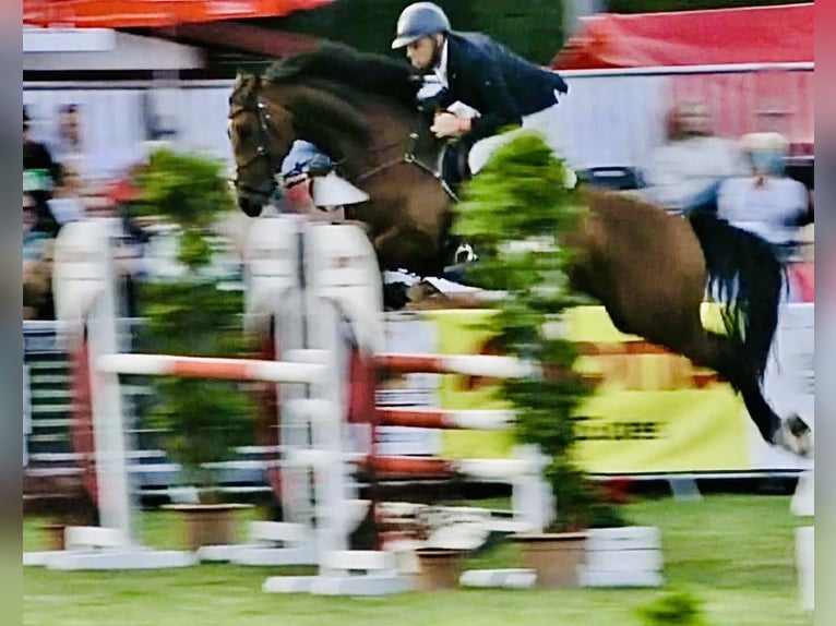 Deutsches Sportpferd Wallach 7 Jahre 165 cm Brauner in Thale