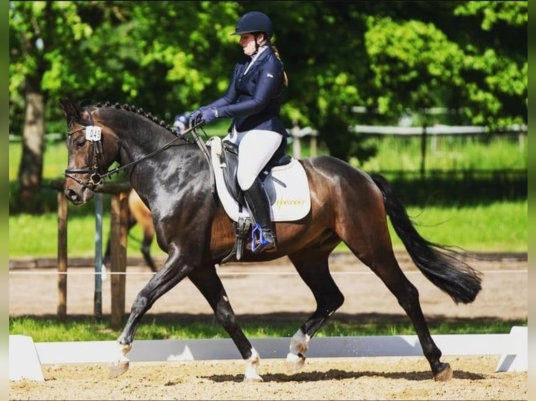 Deutsches Sportpferd Wallach 7 Jahre 165 cm Dunkelbrauner in Burgthann