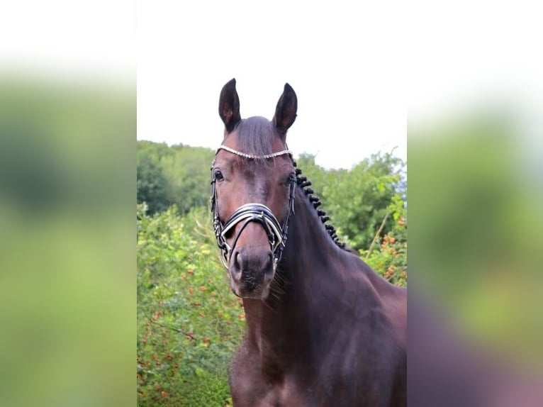 Deutsches Sportpferd Wallach 7 Jahre 165 cm Dunkelbrauner in Burgthann