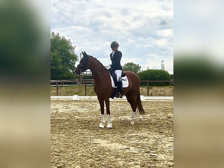 Deutsches Sportpferd Wallach 7 Jahre 165 cm Dunkelfuchs in Roßdorf