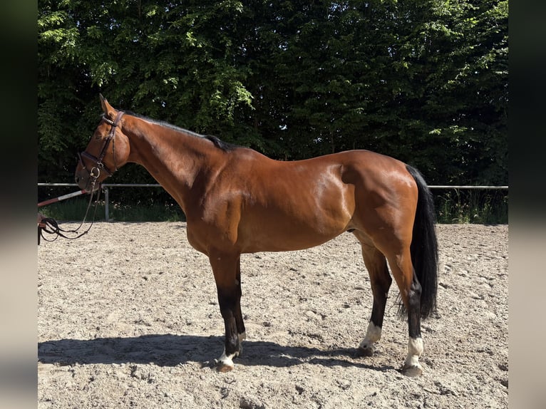 Deutsches Sportpferd Wallach 7 Jahre 165 cm Rotbrauner in Mainz