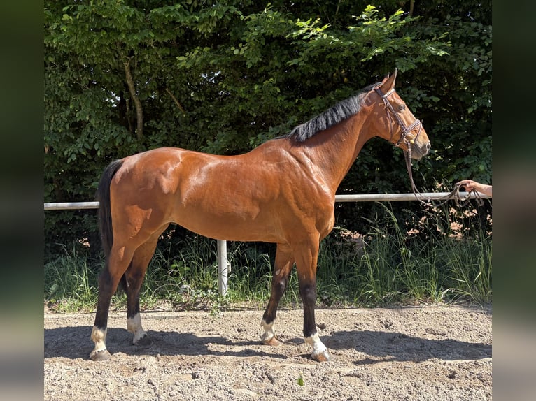 Deutsches Sportpferd Wallach 7 Jahre 165 cm Rotbrauner in Mainz