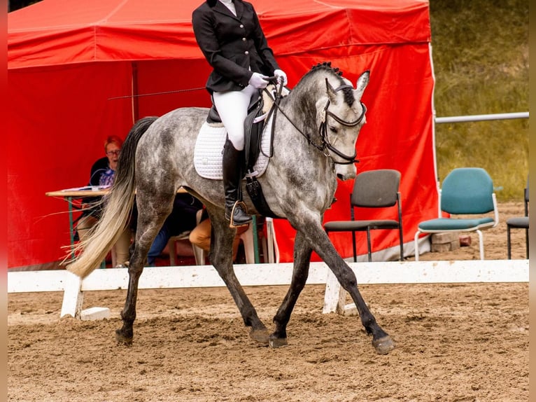 Deutsches Sportpferd Wallach 7 Jahre 165 cm Schimmel in Vierkirchen