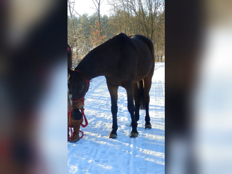 Deutsches Sportpferd Wallach 7 Jahre 166 cm Brauner in Kulmbach