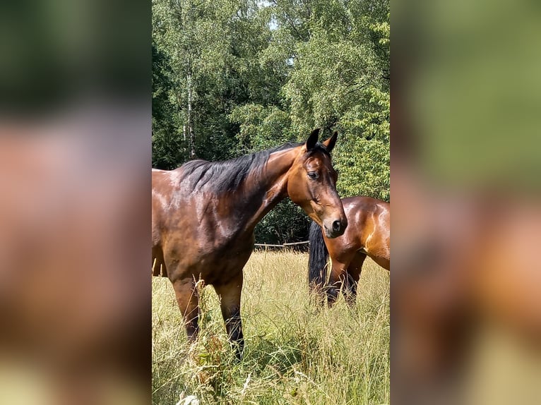 Deutsches Sportpferd Wallach 7 Jahre 166 cm Brauner in Kulmbach