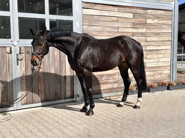 Deutsches Sportpferd Wallach 7 Jahre 166 cm Brauner in Leipzig