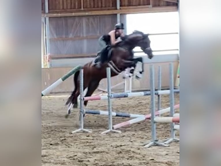 Deutsches Sportpferd Wallach 7 Jahre 166 cm Dunkelbrauner in MönchengladbachMönchengladbach