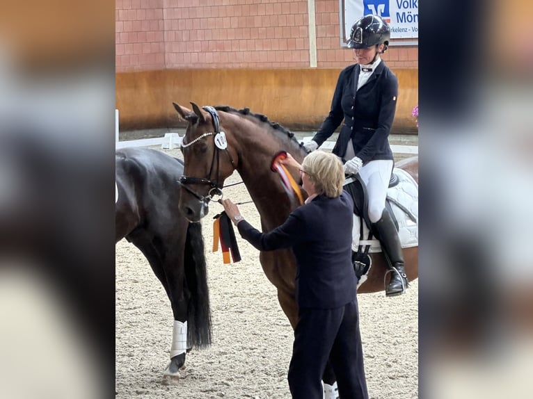 Deutsches Sportpferd Wallach 7 Jahre 166 cm Dunkelbrauner in MönchengladbachMönchengladbach