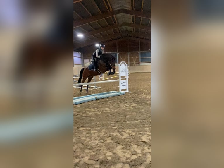 Deutsches Sportpferd Wallach 7 Jahre 166 cm Dunkelbrauner in MönchengladbachMönchengladbach